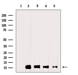 Invitrogen Ubiquitin Polyclonal Antibody 100 &mu;L; Unconjugated:Antibodies,