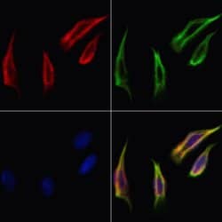 Invitrogen PVRL1 Polyclonal Antibody 100 &mu;L; Unconjugated:Antibodies,