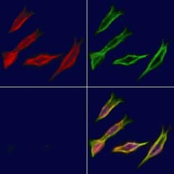 Invitrogen ADH5 Polyclonal Antibody 100 &mu;L; Unconjugated:Antibodies,