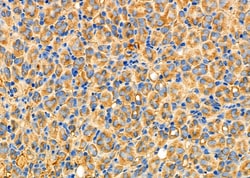 Invitrogen ADH5 Polyclonal Antibody 100 &mu;L; Unconjugated:Antibodies,