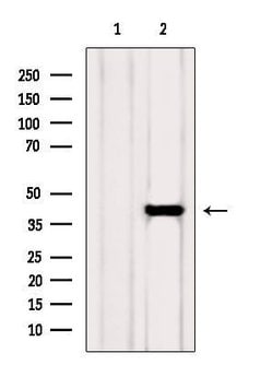 Invitrogen ADH5 Polyclonal Antibody 100 &mu;L; Unconjugated:Antibodies,