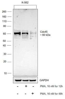 Invitrogen Cdc45L Polyclonal Antibody 100 &mu;L; Unconjugated:Antibodies,