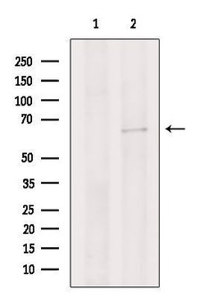 Invitrogen Cdc45L Polyclonal Antibody 100 &mu;L; Unconjugated:Antibodies,