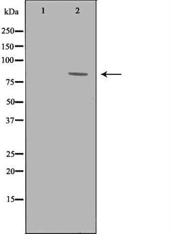 Invitrogen GRK3 Polyclonal Antibody 100 &mu;L | Buy Online | Invitrogen&trade; | Fisher Scientific