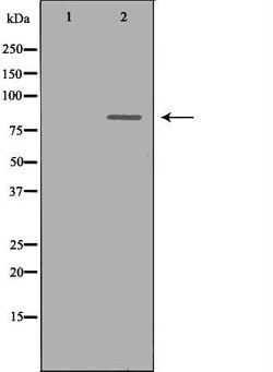 Invitrogen Cyclin T1 Polyclonal Antibody 100 &mu;L; Unconjugated:Antibodies,