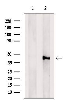 Invitrogen CD33 Polyclonal Antibody 100 &mu;L | Buy Online | Invitrogen&trade; | Fisher Scientific