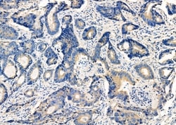 Invitrogen GNA15 Polyclonal Antibody 100 &mu;L; Unconjugated:Antibodies,