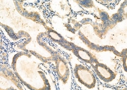 Invitrogen GNA15 Polyclonal Antibody 100 &mu;L; Unconjugated:Antibodies,