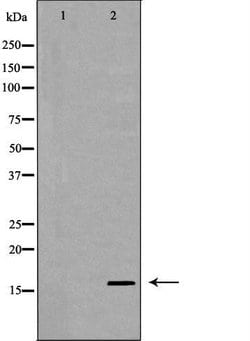 Invitrogen IL-13 Polyclonal Antibody 100 &mu;L; Unconjugated:Antibodies,