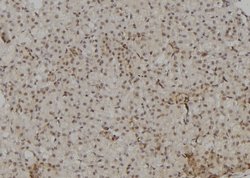 Invitrogen POLR2A Polyclonal Antibody 100 &mu;L; Unconjugated:Antibodies,