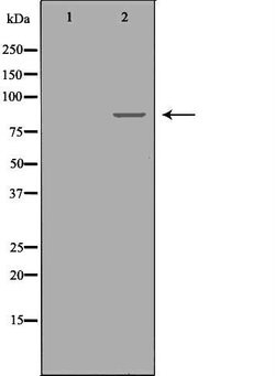 Invitrogen PKC epsilon Polyclonal Antibody 100 &mu;L; Unconjugated:Antibodies,