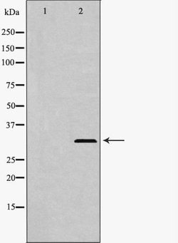 Invitrogen TRAIL Polyclonal Antibody 100 &mu;L; Unconjugated:Antibodies,