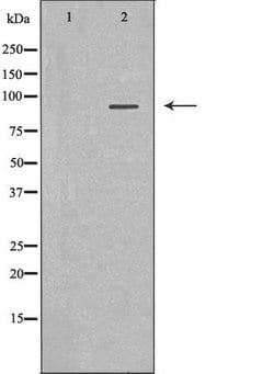 Invitrogen MALT1 Polyclonal Antibody 100 &mu;L | Buy Online | Invitrogen&trade; | Fisher Scientific