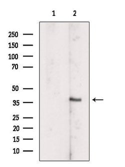 Invitrogen SCCPDH Polyclonal Antibody 100 &mu;L; Unconjugated:Antibodies,
