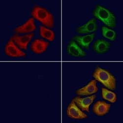 Invitrogen ELSPBP1 Polyclonal Antibody 100 &mu;L; Unconjugated:Antibodies,
