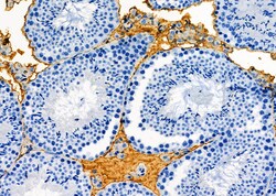 Invitrogen ELSPBP1 Polyclonal Antibody 100 &mu;L; Unconjugated:Antibodies,