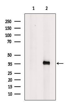 Invitrogen ELSPBP1 Polyclonal Antibody 100 &mu;L; Unconjugated:Antibodies,