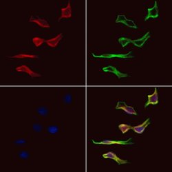 Invitrogen KBTBD3 Polyclonal Antibody 100 &mu;L; Unconjugated:Antibodies,