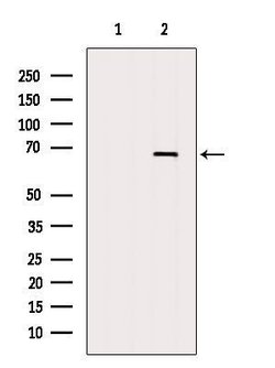 Invitrogen KBTBD3 Polyclonal Antibody 100 &mu;L; Unconjugated:Antibodies,