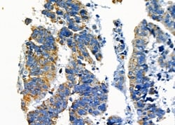 Invitrogen SPDYA Polyclonal Antibody 100 &mu;L; Unconjugated:Antibodies,