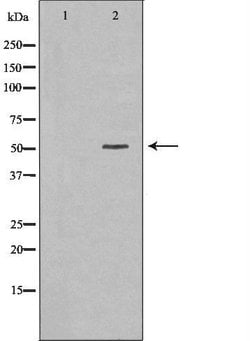 Invitrogen HCLS1 Polyclonal Antibody 100 &mu;L; Unconjugated:Antibodies,