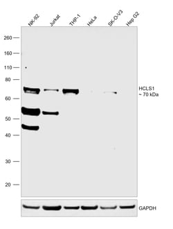 Invitrogen HCLS1 Polyclonal Antibody 100 &mu;L; Unconjugated:Antibodies,