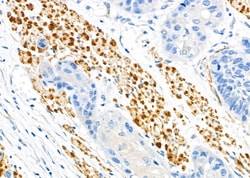 Invitrogen PMS1 Polyclonal Antibody 100 &mu;L; Unconjugated:Antibodies,