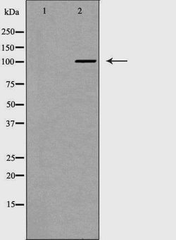 Invitrogen PMS1 Polyclonal Antibody 100 &mu;L; Unconjugated:Antibodies,