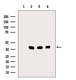 Invitrogen PP1 alpha Polyclonal Antibody 100 &mu;L | Buy Online | Invitrogen&trade; | Fisher Scientific