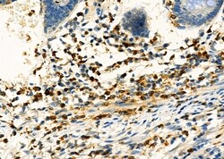 Invitrogen PP1 alpha Polyclonal Antibody 100 &mu;L | Buy Online | Invitrogen&trade; | Fisher Scientific