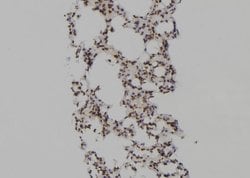 Invitrogen PSMA6 Polyclonal Antibody 100 &mu;L; Unconjugated:Antibodies,
