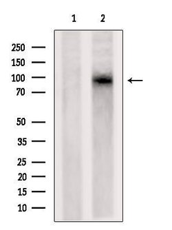 Invitrogen DLG7 Polyclonal Antibody 100 &mu;L; Unconjugated:Antibodies,