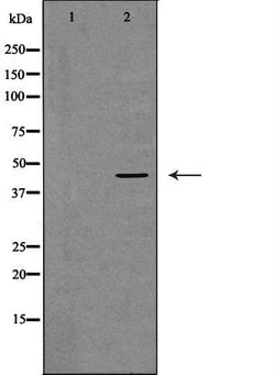 Invitrogen DCTN2 Polyclonal Antibody 100 &mu;L; Unconjugated:Antibodies,