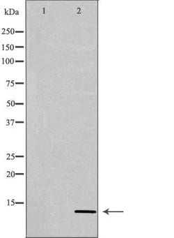 Invitrogen PATE3 Polyclonal Antibody 100 &mu;L; Unconjugated:Antibodies,