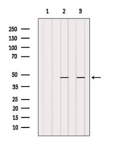 Invitrogen DNMT3L Polyclonal Antibody 100 &mu;L; Unconjugated:Antibodies,