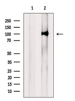 Invitrogen UHRF2 Polyclonal Antibody 100 &mu;L; Unconjugated:Antibodies,