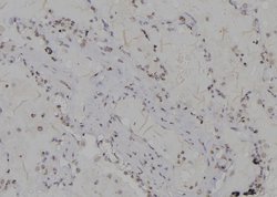 Invitrogen H3K79me3 Polyclonal Antibody 100 &mu;L | Buy Online | Invitrogen&trade; | Fisher Scientific
