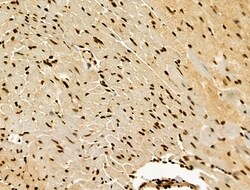 Invitrogen H4K20me1 Polyclonal Antibody 100 &mu;L; Unconjugated:Antibodies,