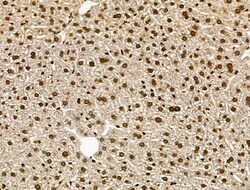 Invitrogen H4K20me1 Polyclonal Antibody 100 &mu;L; Unconjugated:Antibodies,