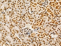 Invitrogen H4K20me1 Polyclonal Antibody 100 &mu;L; Unconjugated:Antibodies,