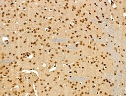 Invitrogen H4K20me1 Polyclonal Antibody 100 &mu;L; Unconjugated:Antibodies,