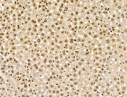 Invitrogen H4K20me1 Polyclonal Antibody 100 &mu;L; Unconjugated:Antibodies,