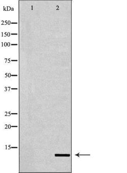 Invitrogen Histone H4 Polyclonal Antibody 100 &mu;L; Unconjugated:Antibodies,