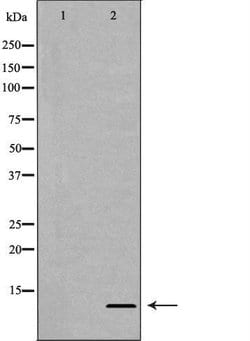 Invitrogen H4R3me2a Polyclonal Antibody 100 &mu;L; Unconjugated:Antibodies,