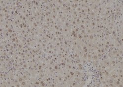 Invitrogen POLR2L Polyclonal Antibody 100 &mu;L; Unconjugated:Antibodies,
