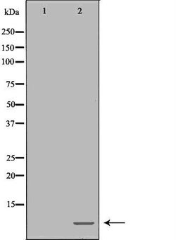 Invitrogen POLR2L Polyclonal Antibody 100 &mu;L; Unconjugated:Antibodies,