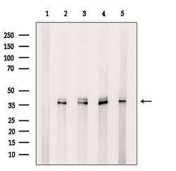 Invitrogen EEF1D Polyclonal Antibody 100 &mu;L; Unconjugated:Antibodies,