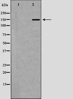 TCOF1 Polyclonal Antibody:Antibodies, Polyclonal