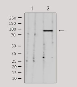Invitrogen HEF1 Polyclonal Antibody 100 &mu;L | Buy Online | Invitrogen&trade; | Fisher Scientific