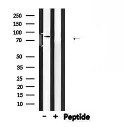 Invitrogen HEF1 Polyclonal Antibody 100 &mu;L | Buy Online | Invitrogen&trade; | Fisher Scientific